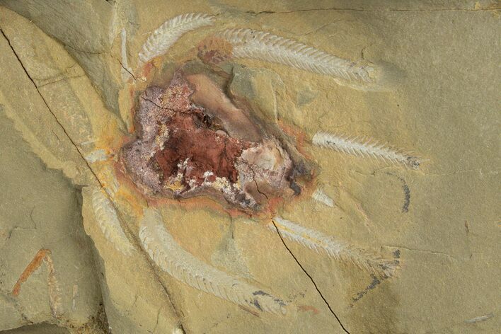 Soft-Bodied Marrellomorph (Furca) Fossil - Pos/Neg #316653